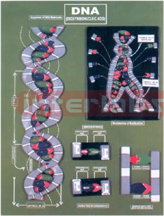 DEOXYRIBONUCLEIC ACID (DNA)